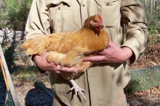 8844_buff_orp_pullet_2.jpg
