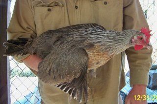 8844_sg_dorking_pullet_1.jpg