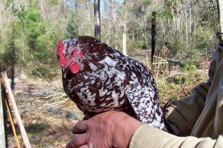 8844_speckled_sussex_speckles_1.jpg