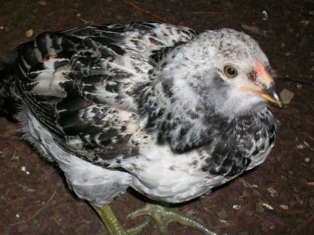 88504_007.jpg