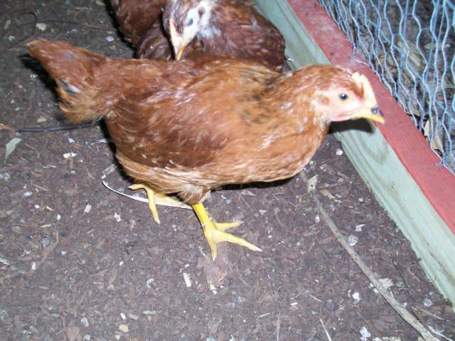 88504_014.jpg