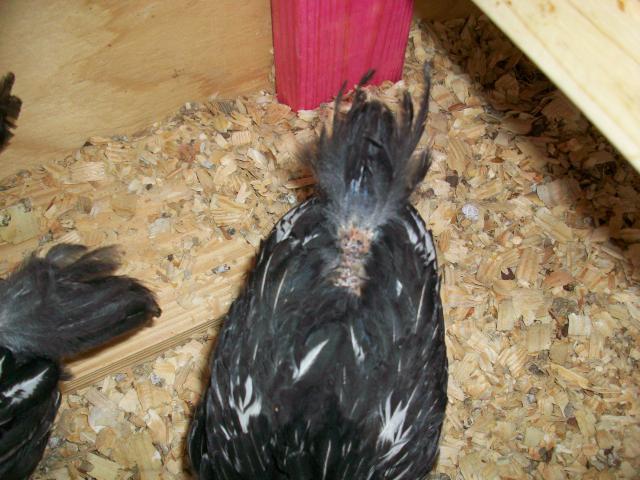 88504_chickens_004.jpg