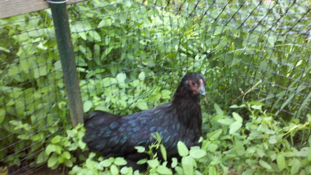 88566_pullet.jpg