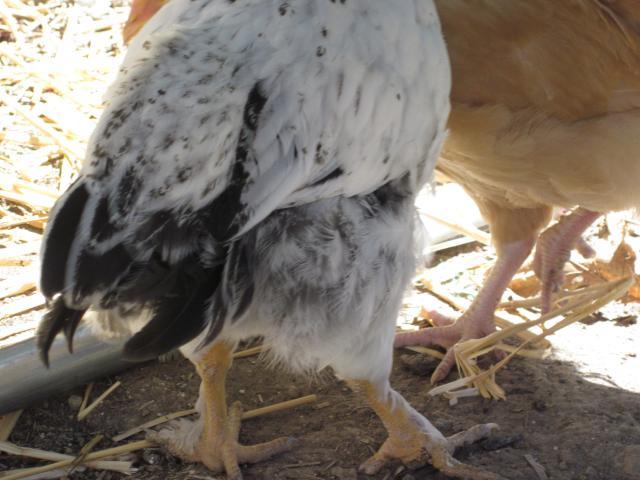 88607_brahmarooorhen_002.jpg