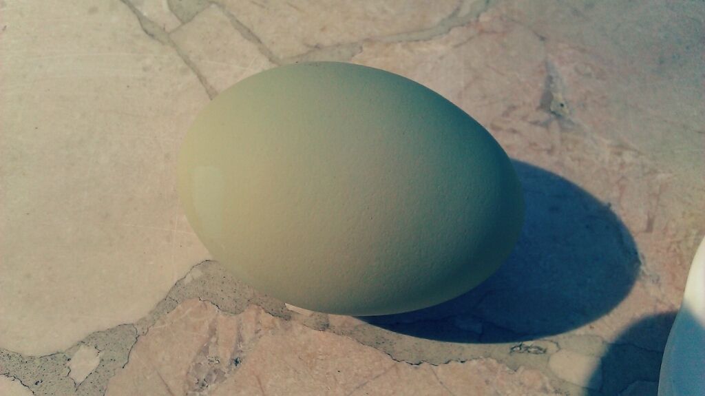 88619_firstegg.jpg