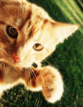 88687_dreamy.gif