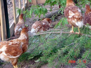 8868_chickens030_edited.jpg