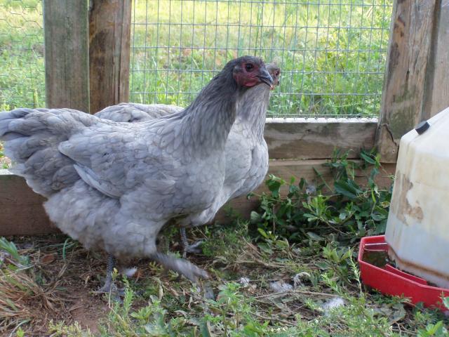 8875_2bluepullets.jpg