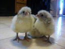 8875_babybluecoppermarans.jpg