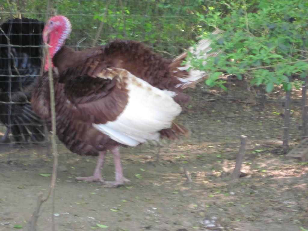 8875_bourbonredjake.jpg