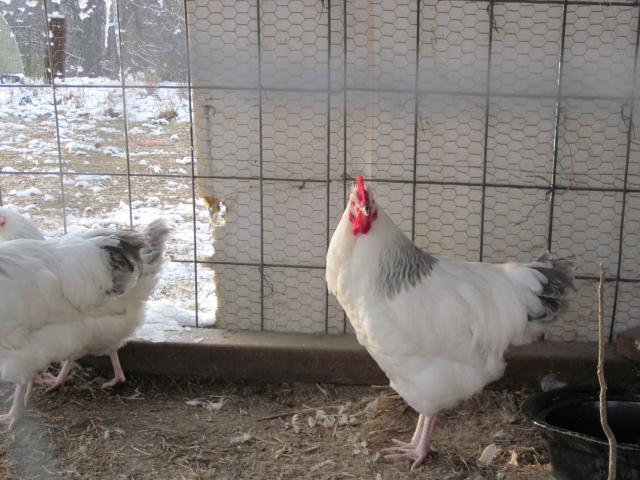 8875_corocockerel.jpg
