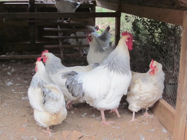 8875_coroflockwithonepullet.jpg