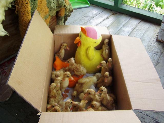 8875_ducklingbox.jpg