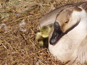 8875_goosemother.jpg