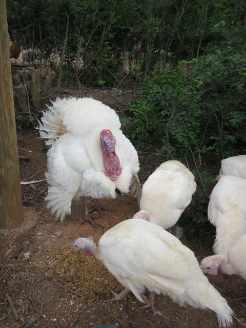 8875_hollandturkeys.jpg