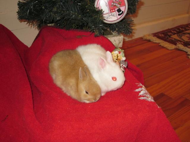 8875_img_0035.jpg