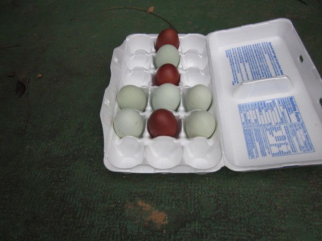 8875_lavammaranseggs.jpg