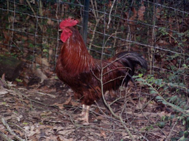 8875_magahony004.jpg