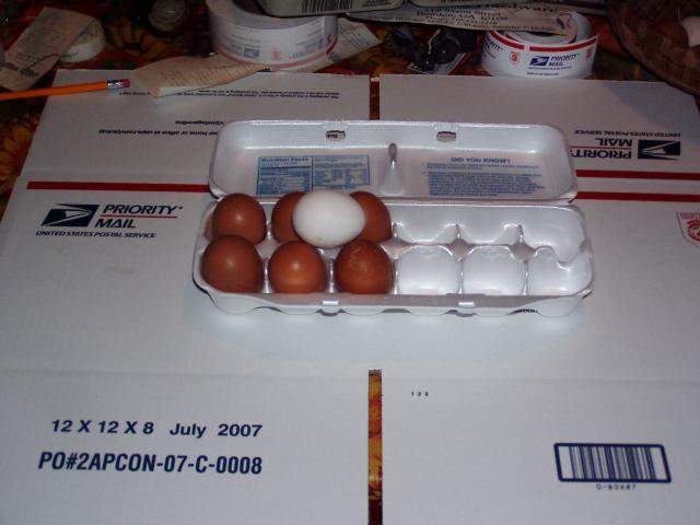 8875_welsummereggs.jpg