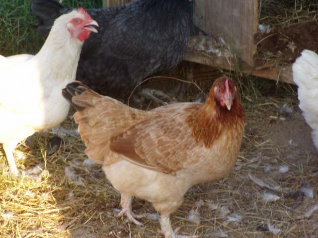 8875_wheatanpullet1.jpg