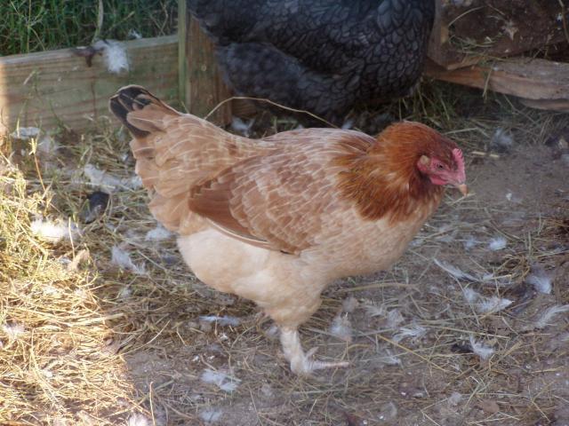 8875_wheatenpullet.jpg