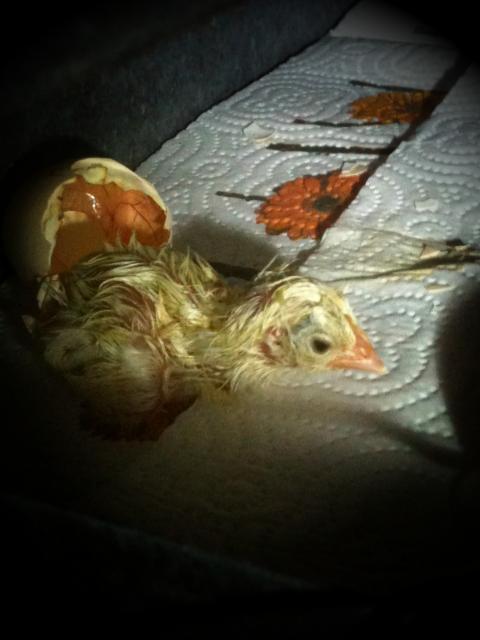 88776_chicks_008.jpg