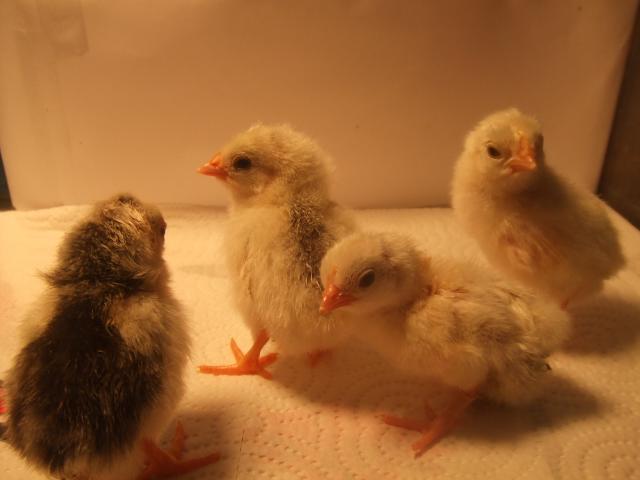 88776_chicks_017.jpg