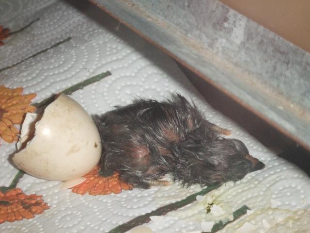 88776_chicks_021.jpg