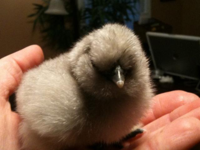 88776_chicks_022.jpg