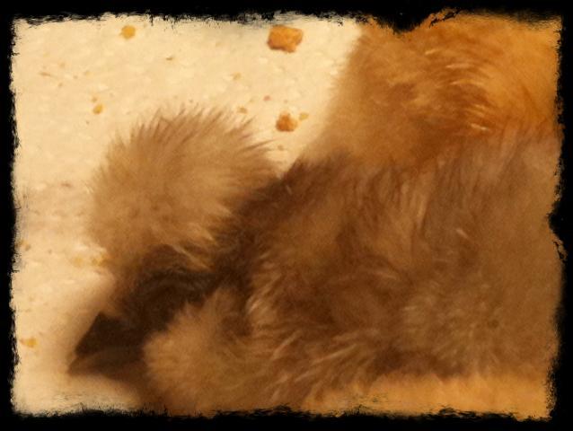 88776_chicks_1_day_old_006.jpg