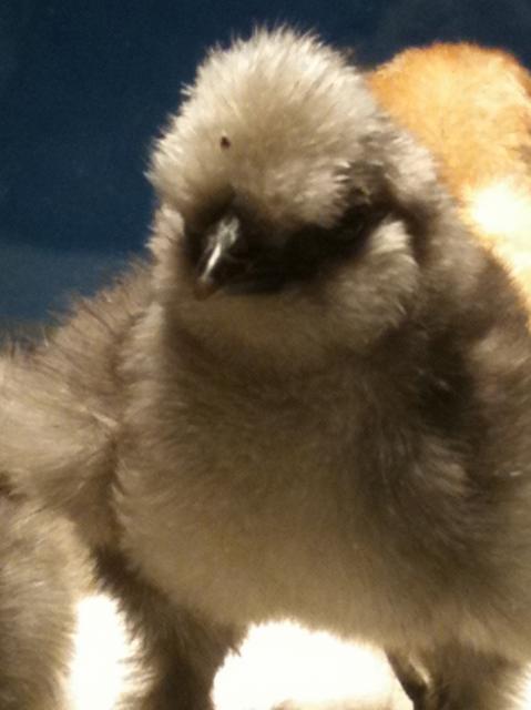 88776_chicks_1_day_old_017.jpg