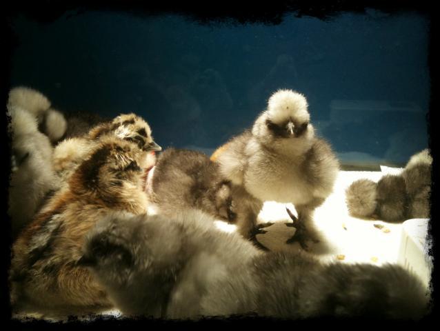 88776_chicks_1_day_old_023.jpg
