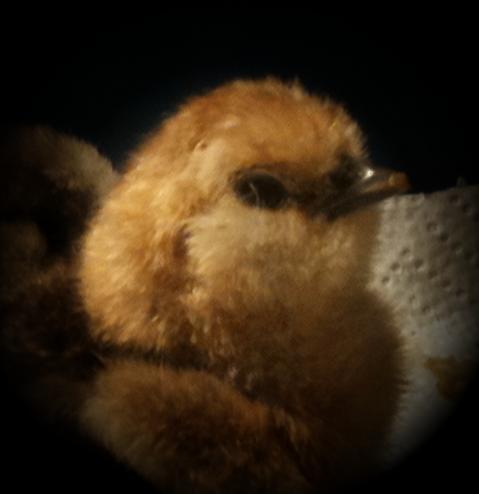 88776_chicks_1_day_old_026.jpg