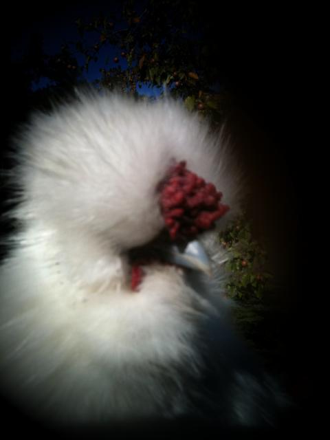 88776_chicks_sam_lilbit_007.jpg