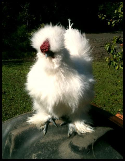 88776_chicks_sam_lilbit_009.jpg