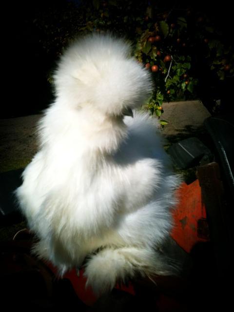 88776_chicks_sam_lilbit_019.jpg