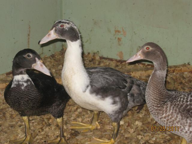 88785_ducks_003.jpg