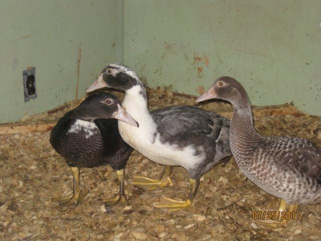 88785_ducks_004.jpg