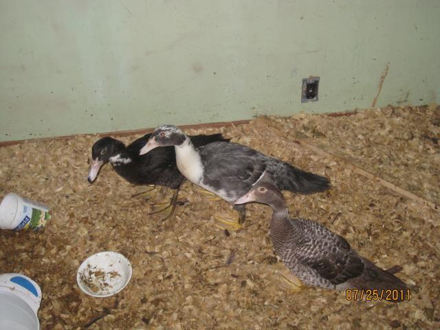 88785_ducks_008.jpg