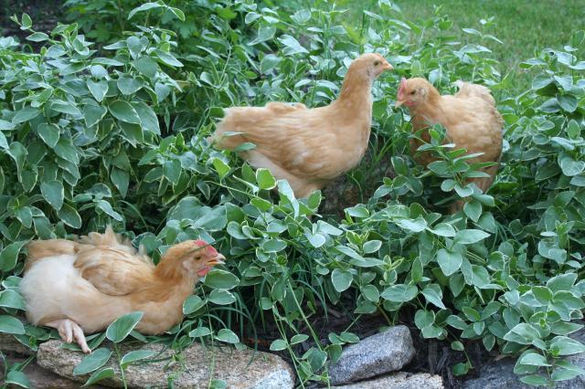88786_babies_in_the_garden.jpg