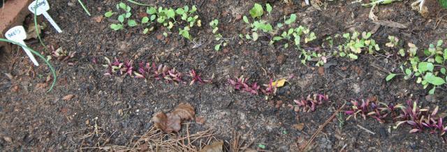 88786_beets_and_cabbage.jpg