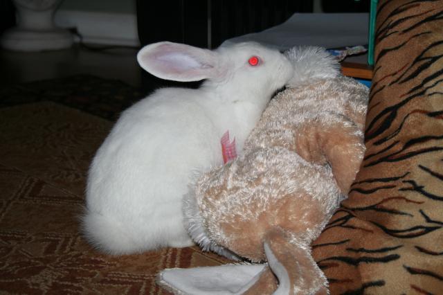 88786_bunny_014.jpg