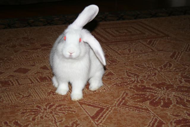 88786_bunny_015.jpg