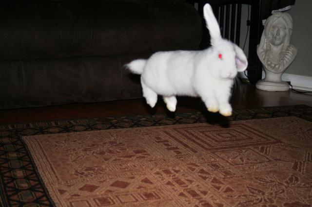 88786_bunny_025.jpg