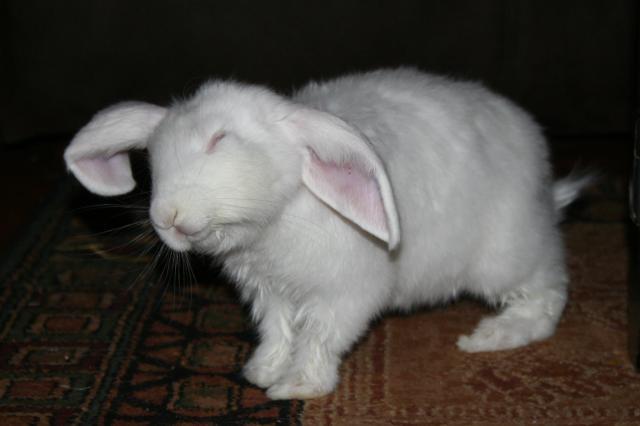 88786_bunny_12.jpg