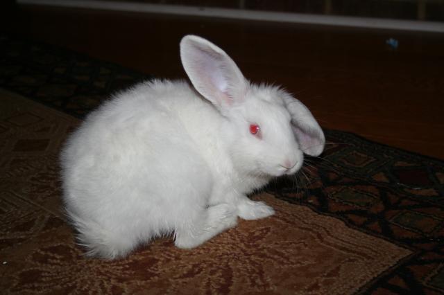 88786_bunny_15.jpg