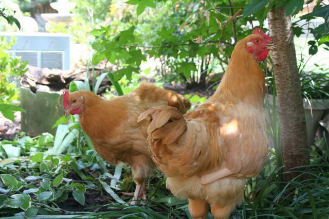 88786_chickens062411_040.jpg