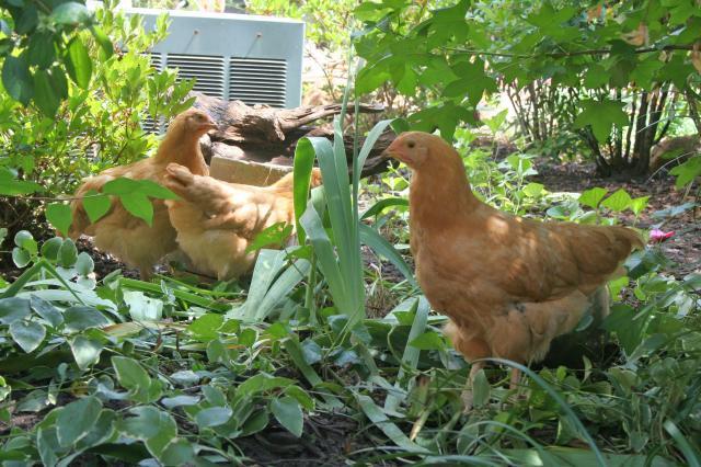 88786_chickens062411_043.jpg