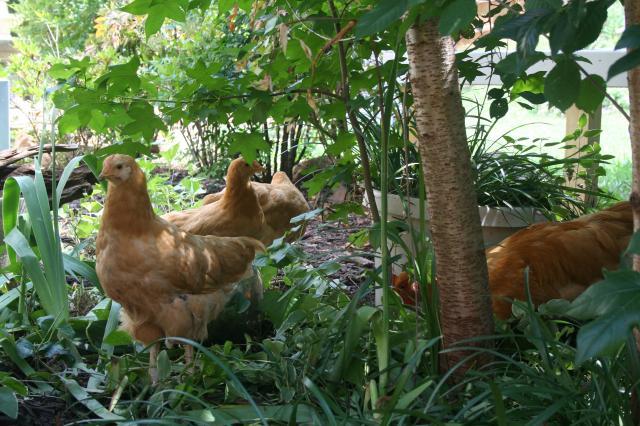 88786_chickens062411_047.jpg