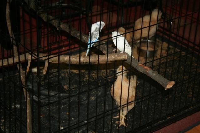 88786_chickens_05132011_002.jpg